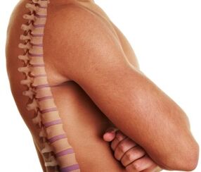 Human spinal column